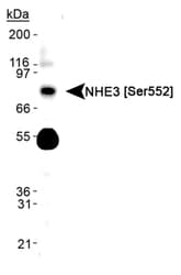 SLC9A3 / NHE3 Antibody (phospho-Ser552, clone 14D5, Biotin)