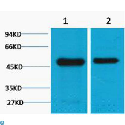 FLOT1 / Flotillin 1 Antibody