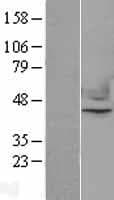 NFE2 / p45 Protein (Over-Expression Lysate Myc-DDK (Flag))