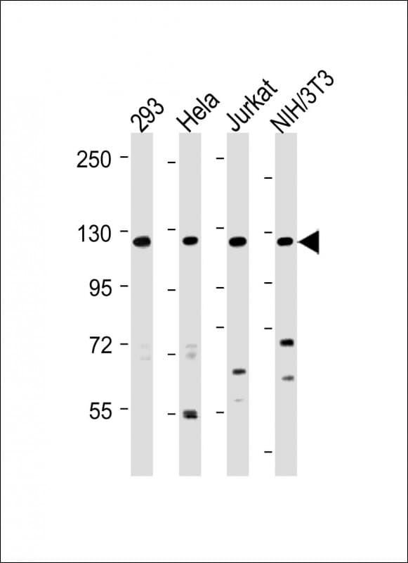 INTS3 Antibody (Internal)