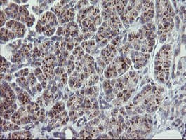 RAB30 Antibody (clone OTI3C6, Carrier-free)