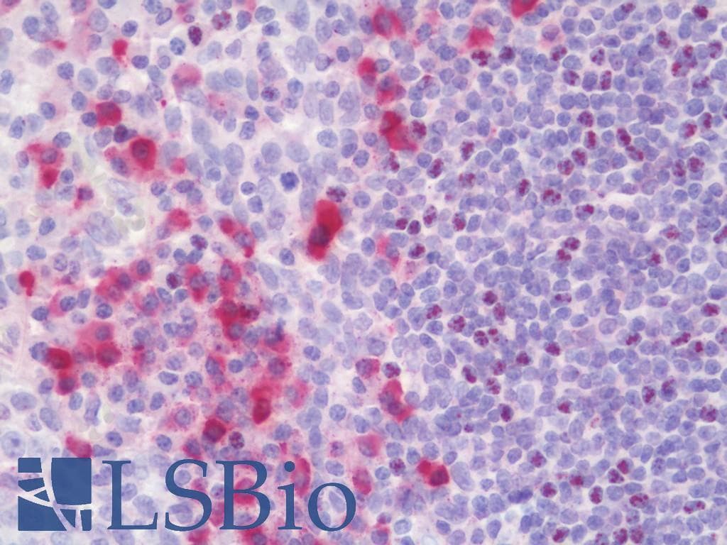 IHC-plus™ HLA-A2 Antibody (clone BB7.2, Low Endotoxin)