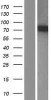 ZNF618 Protein (Over-Expression Lysate Myc-DDK (Flag))