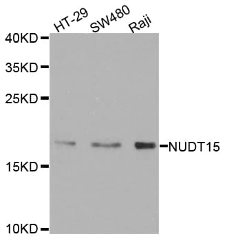 NUDT15 Antibody