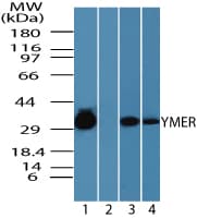 CCDC50 Antibody (aa450-500)