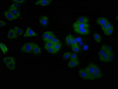 TMEM16B / ANO2 Antibody