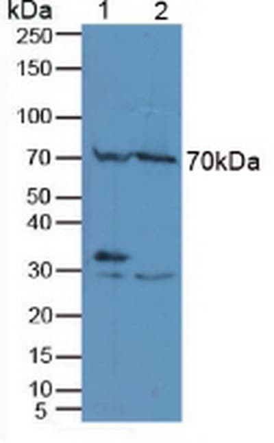 MAPK1 / ERK2 Antibody