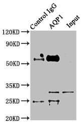 IHC-plus™ AQP1 / Aquaporin 1 Antibody