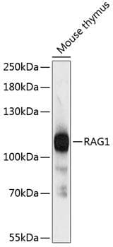 RNF74 / RAG1 Antibody