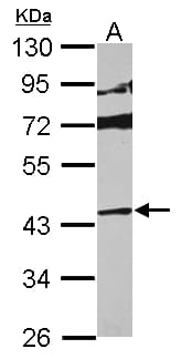 MAPK13 / p38delta Antibody