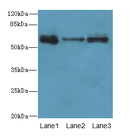 SMOX / PAO Antibody