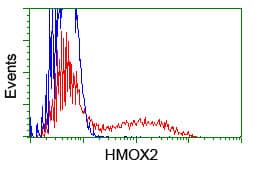 HMOX2 / Heme Oxygenase 2 Antibody (clone OTI1C2)