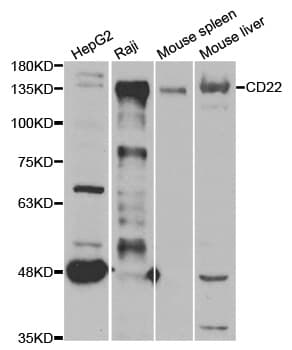 CD22 Antibody