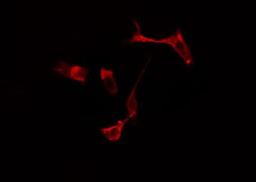 Polyclonal Rabbit anti-Human RFWD2 / COP1 Antibody (IF, WB)