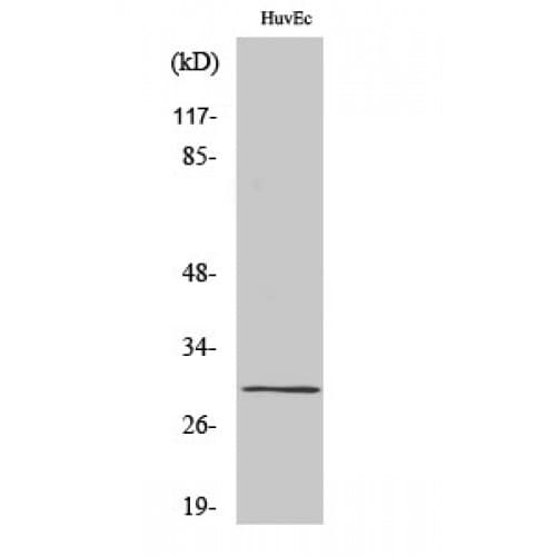 CD27L / CD70 Antibody (40-120 aa, Internal)