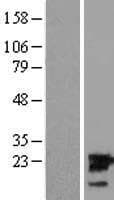 UBE2M / UBC12 Protein (Over-Expression Lysate Myc-DDK (Flag))