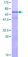 Human MFAP3 Protein (Recombinant GST)