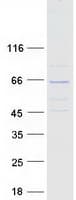 Human KLHL13 Protein (Recombinant Myc-DDK (Flag))