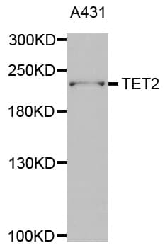 TET2 Antibody