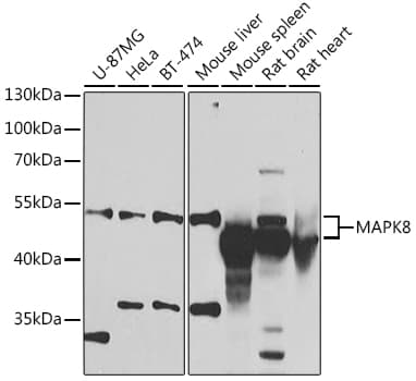 MAPK8 / JNK1 Antibody
