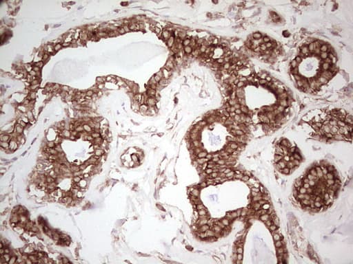 WIBG Antibody (clone OTI2C1)
