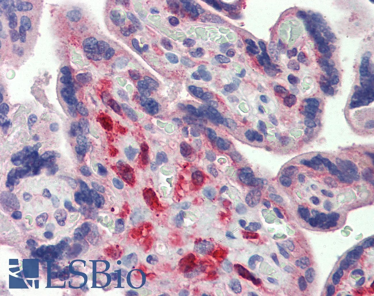 IHC-plus™ YES1 / c-Yes Antibody