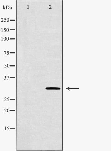 PDX1 Antibody