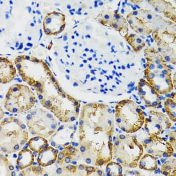 COMT Antibody