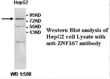 ZNF167 Antibody (aa1-276)