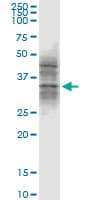 ATG3 Antibody (clone 1G3)