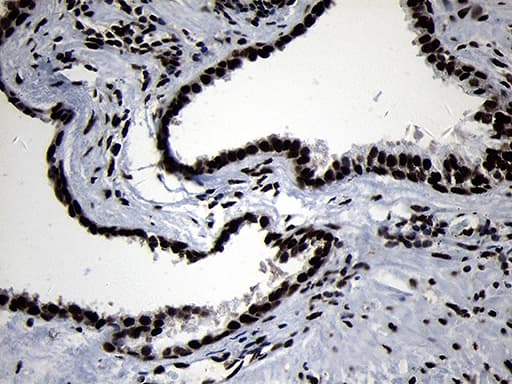 HOXC4 Antibody (clone OTI2D5, Carrier-free)