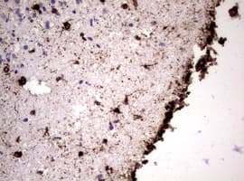 Vimentin Antibody (clone OTI5C10)