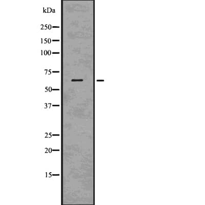 OCLN / Occludin Antibody