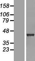 GABPB1 Protein (Over-Expression Lysate Myc-DDK (Flag))