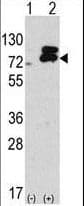 Apg7 / ATG7 Antibody (aa540-569)