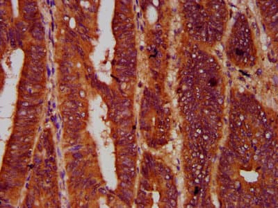 SMG7 Antibody