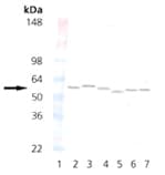 Monoclonal Mouse anti-Rat PDI / P4HB Antibody (clone 1D3, IHC, IF, WB)