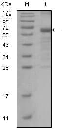 MSH6 Antibody (clone 3A10H7)