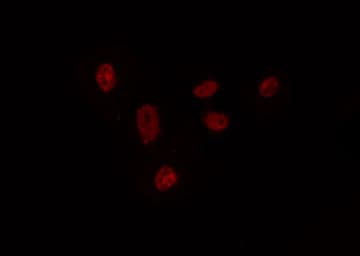 RXRG Antibody