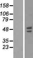 SYT6 / Synaptotagmin 6 Protein (Over-Expression Lysate Myc-DDK (Flag))