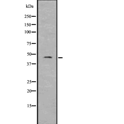 PANX3 / Pannexin 3 Antibody
