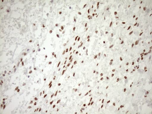NR1H3 / LXR Alpha Antibody (aa69-329, clone OTI1A5)