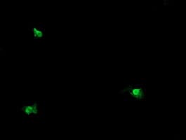 OTUB1 / OTU1 Antibody (clone OTI2H1, Carrier-free)