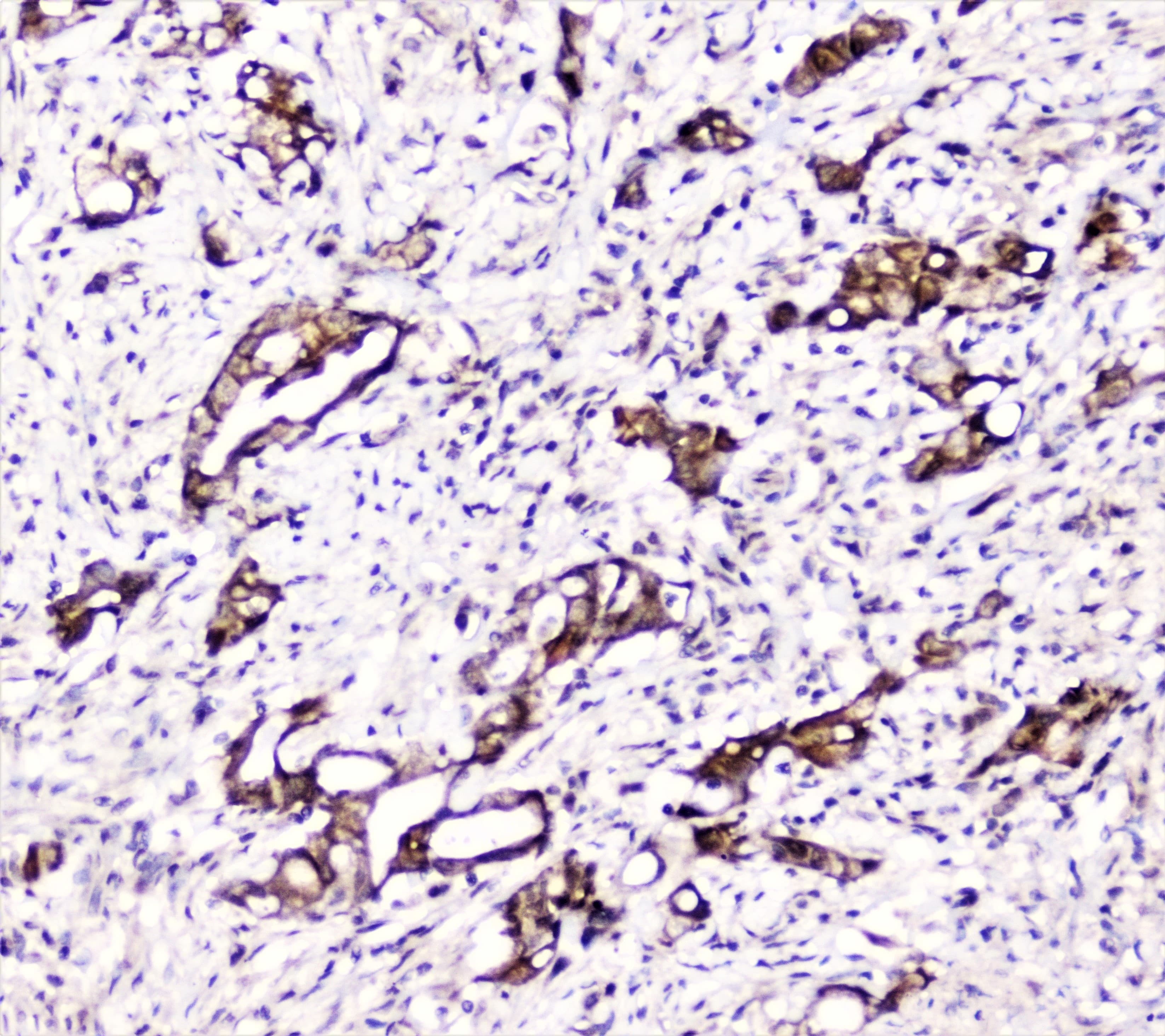 DDT / Dopamine Tautomerase Antibody
