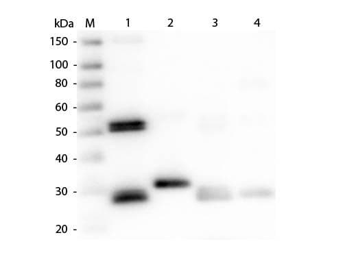 Rabbit Anti-Rat IgG Secondary Antibody