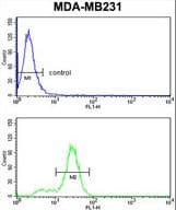 KRT14 / CK14 / Cytokeratin 14 Antibody (aa276-303)
