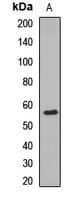 TRIM69 / Trif Antibody