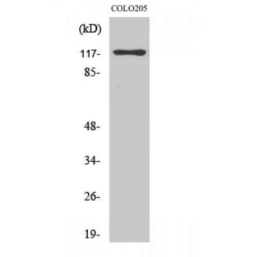 CEBPZ / CBF Antibody (10-90 aa, N-terminal)