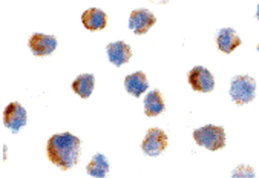 IHC-plus™ NGFR / CD271 / TNR16 Antibody