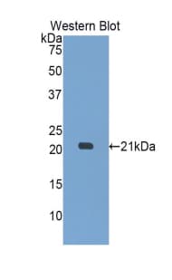 MYL12A / MRCL3 Antibody (aa10-171, APC, Cy7)